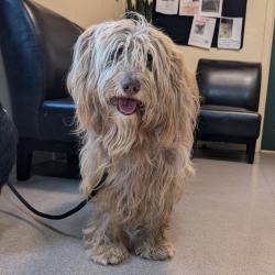 Shelter Stray Male Dog last seen , 361 S Raymond Ave, Pasadena, CA 91105, USA