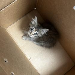 Shelter Stray Female Cat last seen , Animal Care & Control Team of Philly, 111 W Hunting Park Ave, Philadelphia, PA 19140, USA