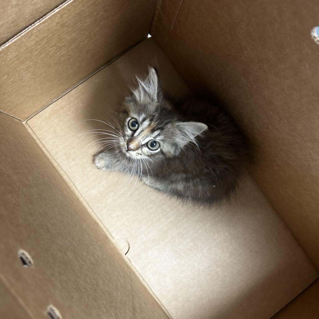 Shelter Stray Female Cat last seen , Animal Care & Control Team of Philly, 111 W Hunting Park Ave, Philadelphia, PA 19140, USA
