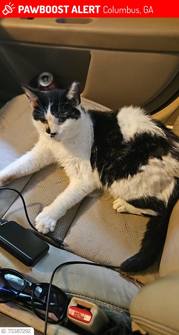 Lost Female Cat last seen Reese road columbus ga, Columbus, GA 31907