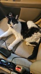 Lost Female Cat last seen Reese road columbus ga, Columbus, GA 31907