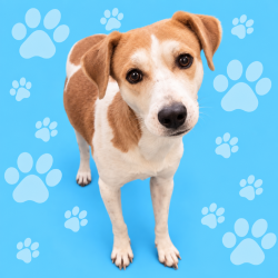 Shelter Stray Female Dog last seen , 2350 Appling City Cove, Memphis, TN 38133, USA