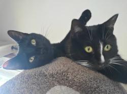 Reunited Female Cat last seen Briarwood, Keeney St, Strawberry ln, Manchester, CT 06040