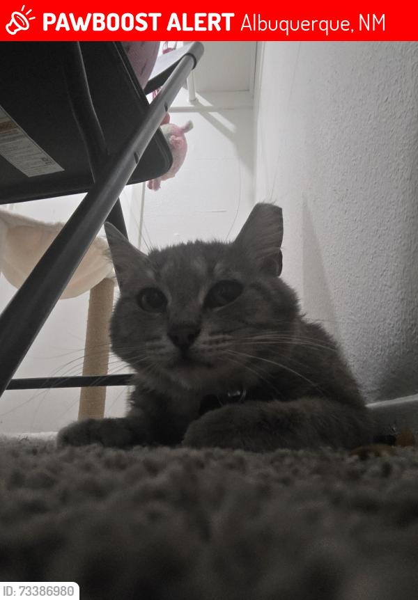 Lost Female Cat last seen Montgomery Blvd, Albuquerque, NM 87109