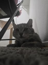 Lost Female Cat last seen Montgomery Blvd, Albuquerque, NM 87109