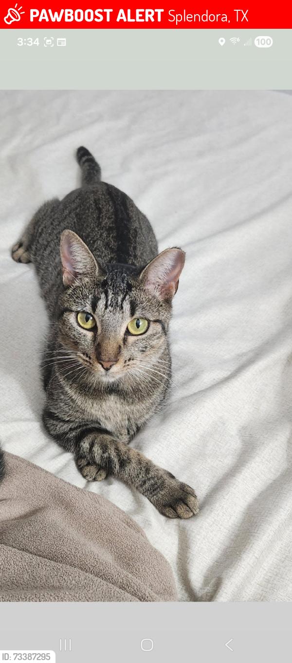 Lost Female Cat last seen Grey Wolf Trail, Splendora, TX 77372