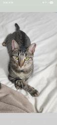 Lost Female Cat last seen Grey Wolf Trail, Splendora, TX 77372