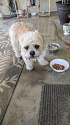 Found/Stray Unknown Dog last seen Sanderson/Stetson, Hemet, CA 92545