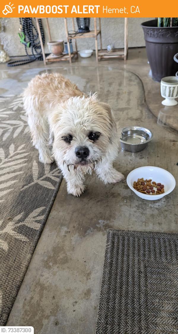 Found/Stray Unknown Dog last seen Sanderson/Stetson, Hemet, CA 92545