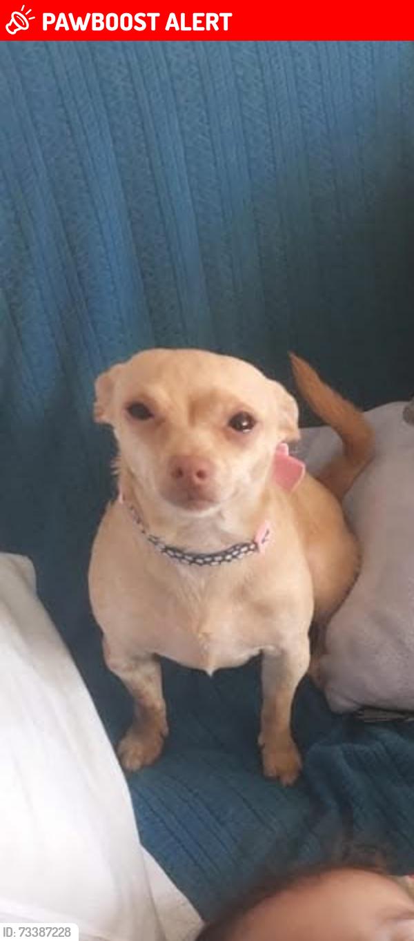 Lost Female Dog last seen Near e 5th st, East Los Angeles, CA 90022