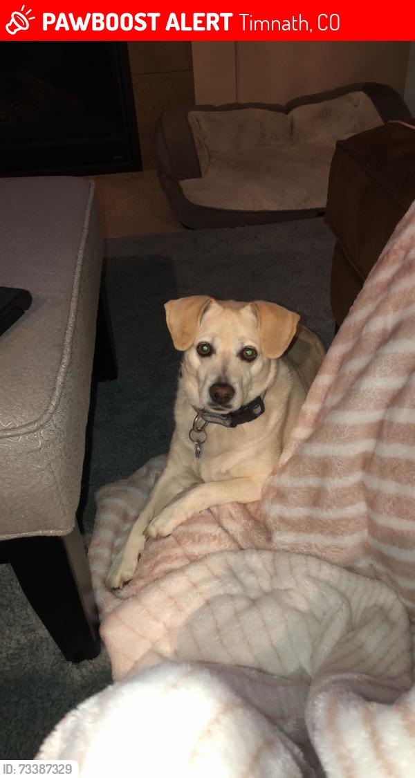 Lost Male Dog last seen School House Drive, Timnath, CO 80547