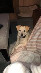 Lost Male Dog last seen School House Drive, Timnath, CO 80547