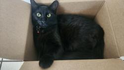 Lost Male Cat last seen Near Sierra st, Lake Forest, ca 92630, Lake Forest, CA 92630
