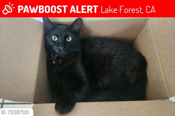 Lost Male Cat last seen Near Sierra st, Lake Forest, ca 92630, Lake Forest, CA 92630