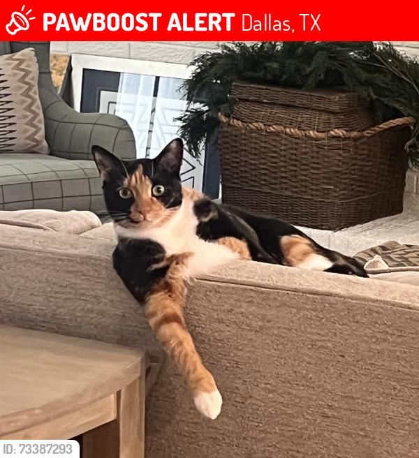 Lost Female Cat last seen Audelia and Walnut Hill, Dallas, TX 75238