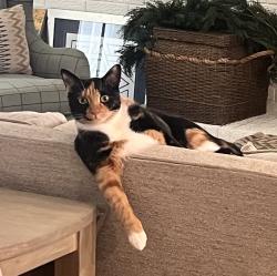 Lost Female Cat last seen Audelia and Walnut Hill, Dallas, TX 75238