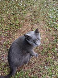 Lost Female Cat last seen Richards, Rockledge, FL 32955