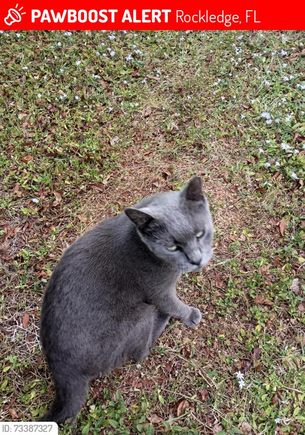 Lost Female Cat last seen Richards, Rockledge, FL 32955