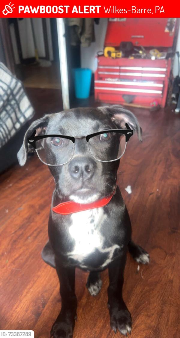 Lost Male Dog last seen we dont know, Wilkes-Barre, PA 18702
