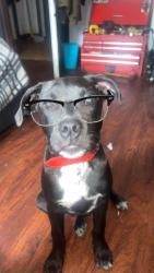 Lost Male Dog last seen we dont know, Wilkes-Barre, PA 18702