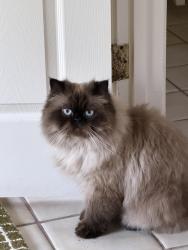 Lost Male Cat last seen Karen Way and Blackfield Drive, Tiburon, CA 94920