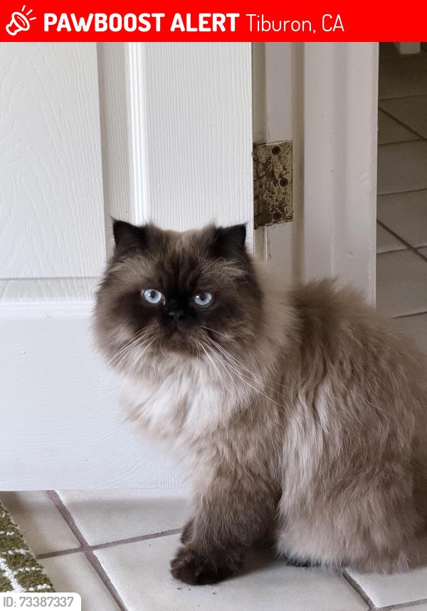 Lost Male Cat last seen Karen Way and Blackfield Drive, Tiburon, CA 94920