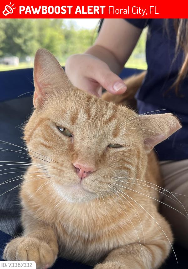 Lost Male Cat last seen Near the county line and snow memorial, Floral City, FL 34436