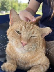 Lost Male Cat last seen Near the county line and snow memorial, Floral City, FL 34436
