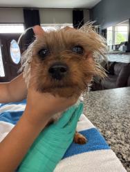 Found/Stray Female Dog last seen Kendall and Archdale, Detroit, MI 48226