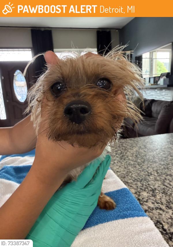 Found/Stray Female Dog last seen Kendall and Archdale, Detroit, MI 48226