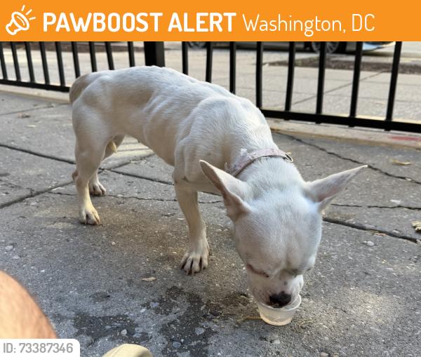 Found/Stray Female Dog last seen 14th St NW and Belmont St NW (outside of Streets Market), Washington, DC 20009