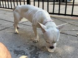 Found/Stray Female Dog last seen 14th St NW and Belmont St NW (outside of Streets Market), Washington, DC 20009