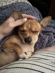 Lost Male Dog last seen Bear bayou st and pecan st, Channelview, TX 77530