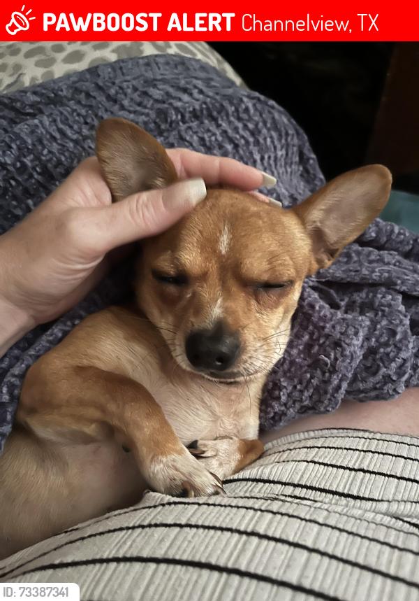Lost Male Dog last seen Bear bayou st and pecan st, Channelview, TX 77530