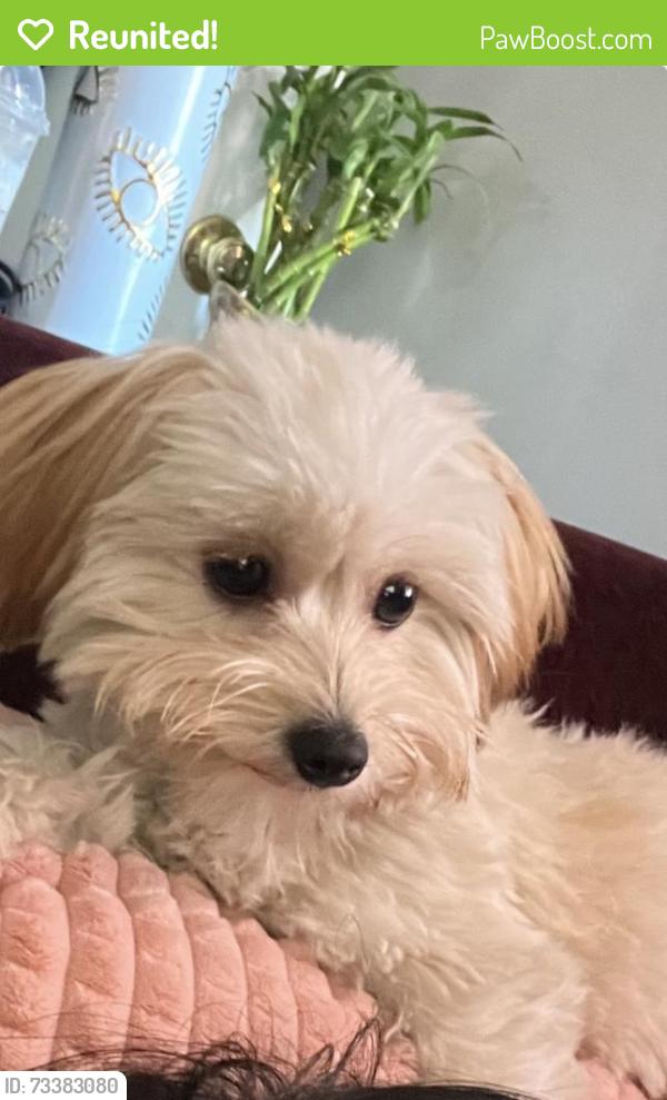 Reunited Female Dog last seen 23rd east, Lancaster, CA 93535