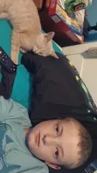 Lost Unknown Cat last seen Fog pipe, Richmond, KY 40475
