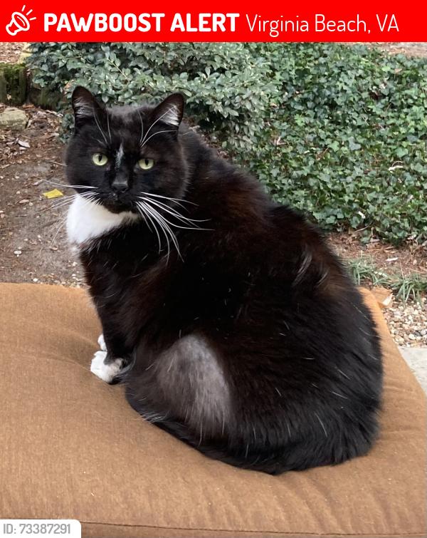 Lost Male Cat last seen Near 62nd St. Va Beach north end, Virginia Beach, VA 23451