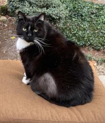 Lost Male Cat last seen Near 62nd St. Va Beach north end, Virginia Beach, VA 23451