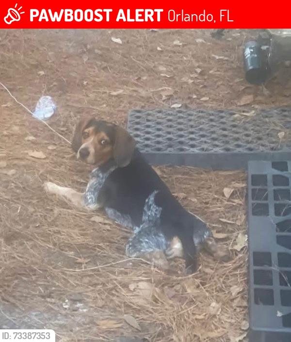 Lost Male Dog last seen Ucf, Orlando, FL 32826