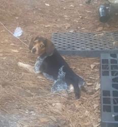 Lost Male Dog last seen Ucf, Orlando, FL 32826