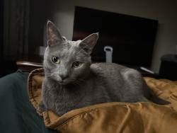 Lost Male Cat last seen Farmersville Rd, Lancaster County, PA 17501