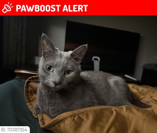 Lost Male Cat last seen Farmersville Rd, Lancaster County, PA 17501