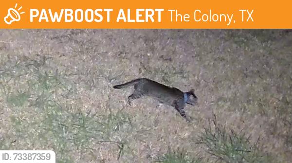 Found/Stray Unknown Cat last seen Gates, The Colony, TX 75056