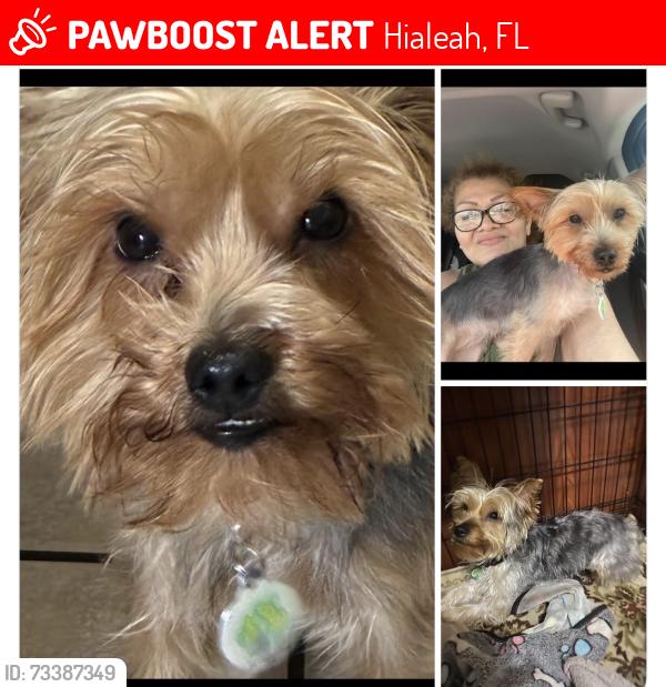 Lost Female Dog last seen Near Hialeah Gardens Middle school, Hialeah, FL 33018
