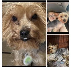 Lost Female Dog last seen Near Hialeah Gardens Middle school, Hialeah, FL 33018