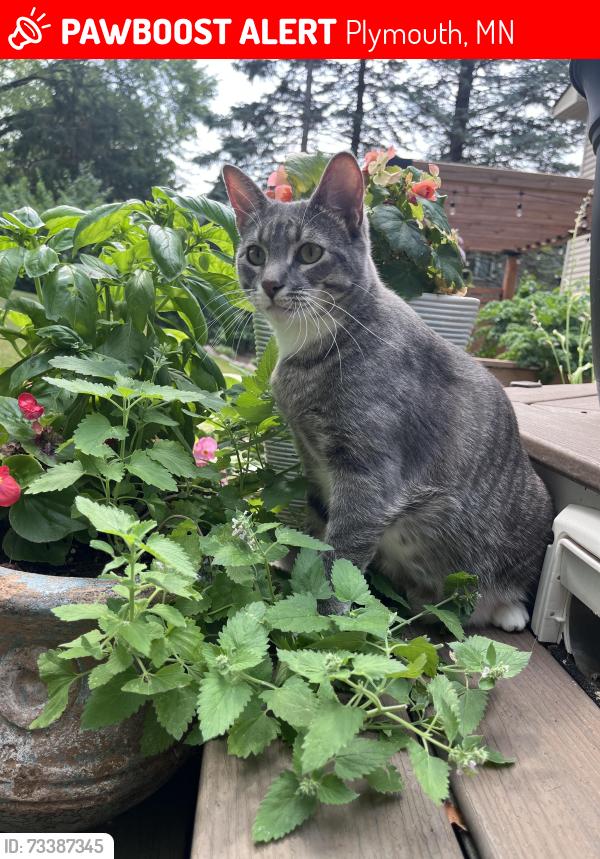 Lost Female Cat last seen Pilgrim Lane N and Nathan Lane, Plymouth, MN 55441
