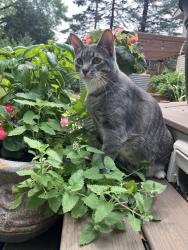 Lost Female Cat last seen Pilgrim Lane N and Nathan Lane, Plymouth, MN 55441