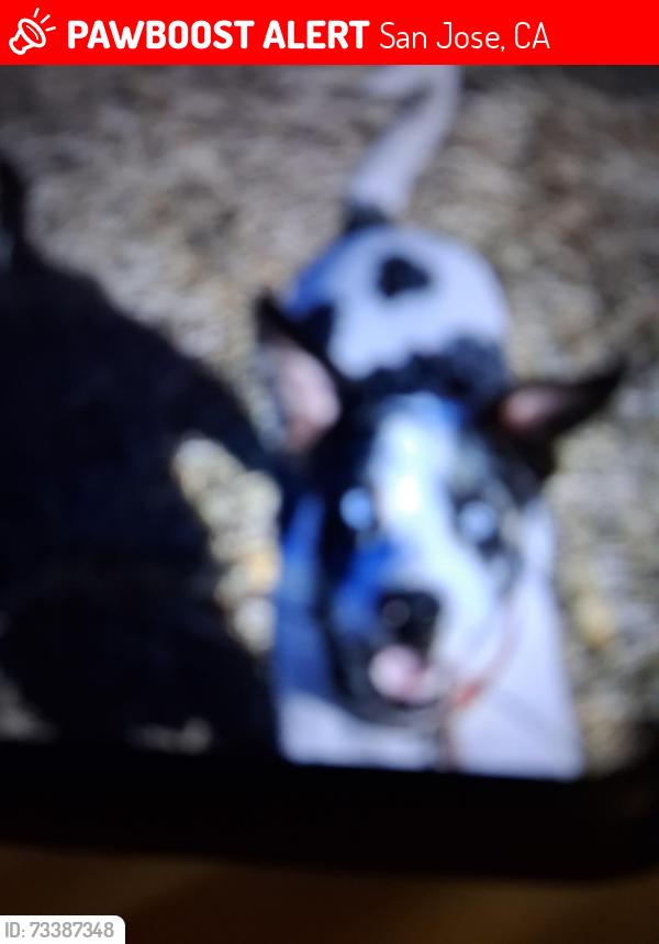Lost Male Dog last seen N 1st st Bay 101, San Jose, CA 95131