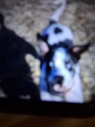 Lost Male Dog last seen N 1st st Bay 101, San Jose, CA 95131