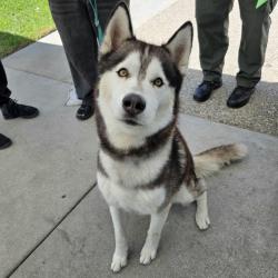 Reunited Male Dog last seen atlantic and artesia 6500 Atlantic Ave, Long Beach, CA 90805, Long Beach, CA 90805